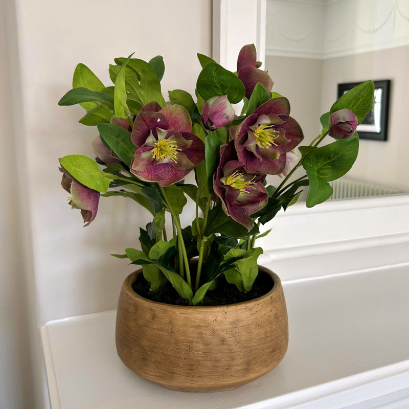 plum hellebore on a bathroom windowsill
