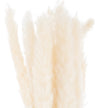 Close-up of the feathery off-white pampas plumes