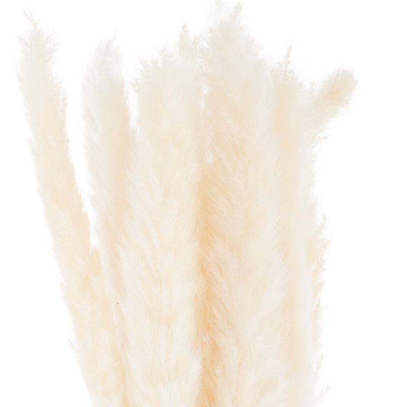 Close-up of the feathery off-white pampas plumes