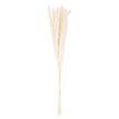 Bunch of mini white pampas grass stems on white