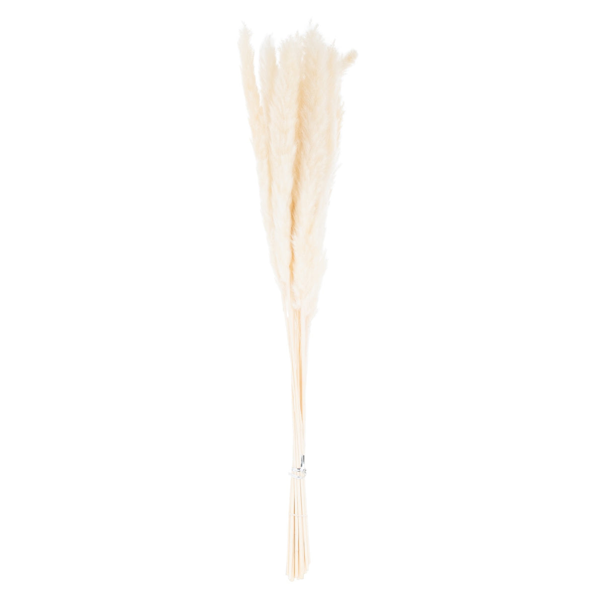 Bunch of mini white pampas grass stems on white