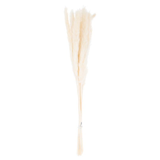 Bunch of mini white pampas grass stems on white
