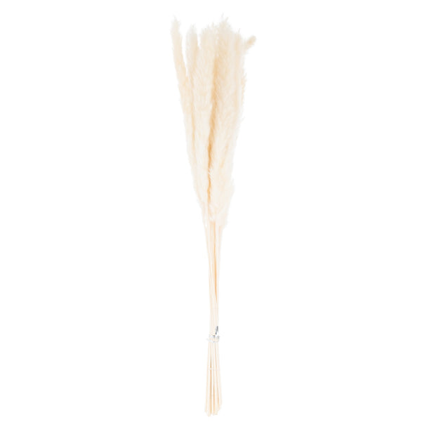 Bunch of mini white pampas grass stems on white