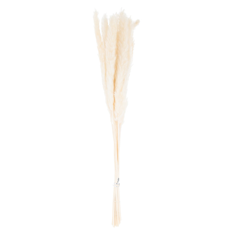 Bunch of mini white pampas grass stems on white