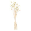 Tied bunch of 40 bunny tail stems