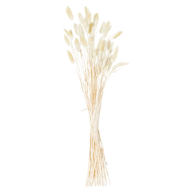 Tied bunch of 40 bunny tail stems