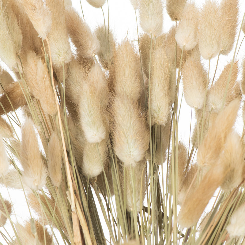 Close-up of the fluffy bunny tail heads