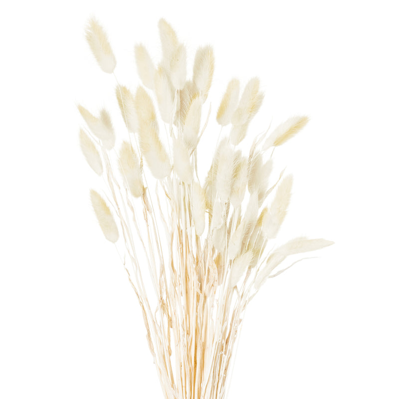 Bunch of natural beige bunny tail grass on white