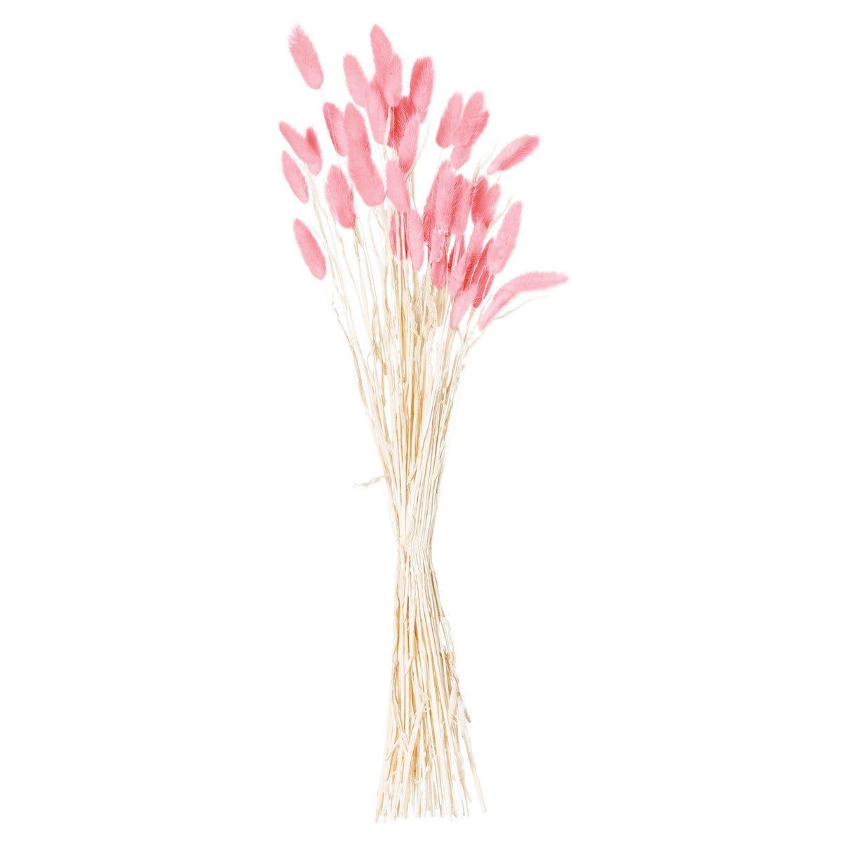 Bunch of pale pink dried bunny tail grass on white