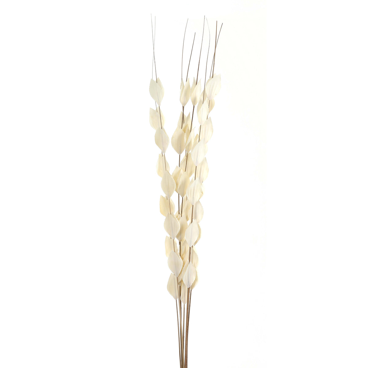 Dried thlaspi bouquet with cream seed pods on white