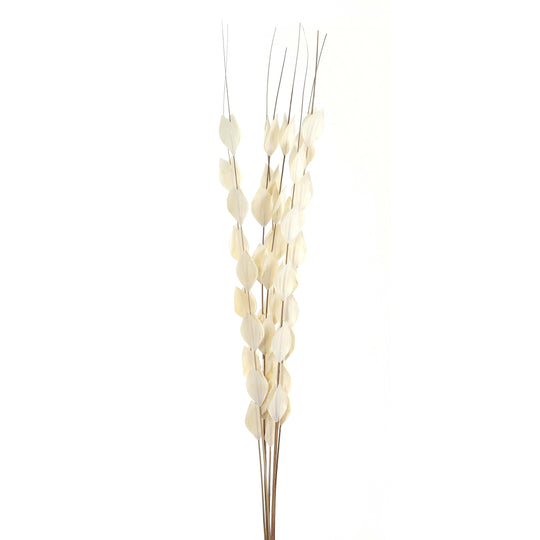Dried thlaspi bouquet with cream seed pods on white