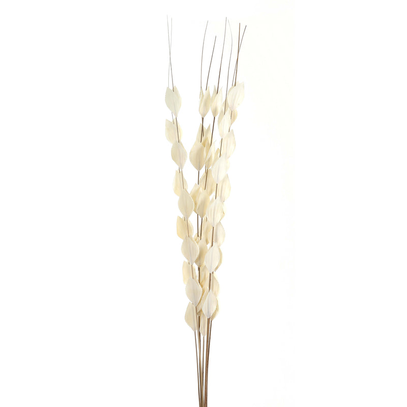 Dried thlaspi bouquet with cream seed pods on white