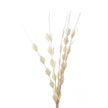 Dried thlaspi stems fanned out on white