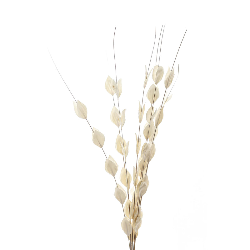 Dried thlaspi stems fanned out on white