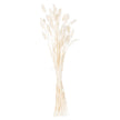 Tied bunch of 60 white bunny tail stems
