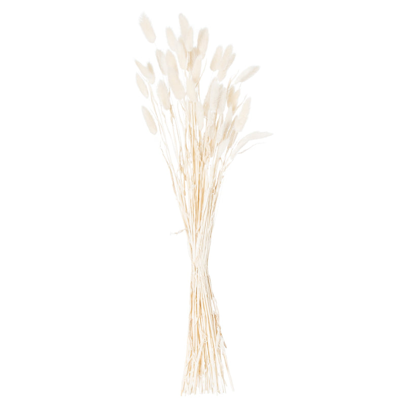 Tied bunch of 60 white bunny tail stems
