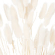 Close-up of the soft white bunny tail heads