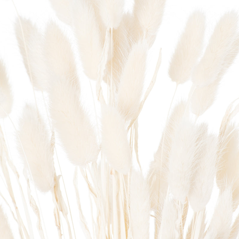 Close-up of the soft white bunny tail heads