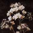 Four Botanicals Framed Wall Art in Classic Frame – 100 × 80cm, close-up of white blossom and stems