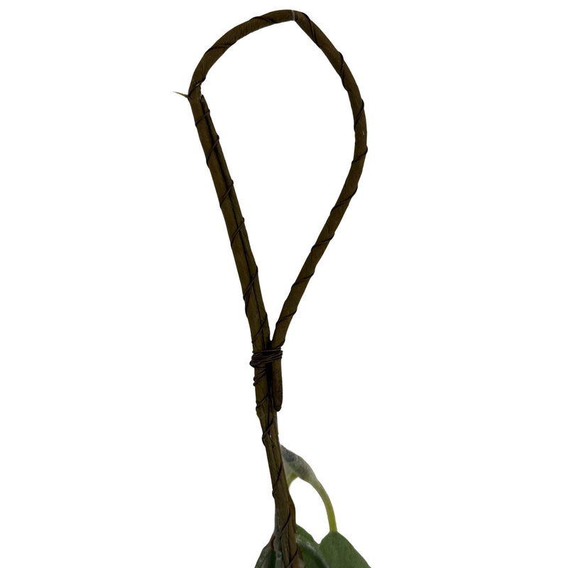 Hanging loop at the end of the garland