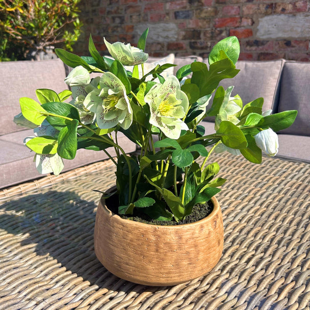 green hellebore on a rattan garden table