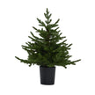 green fir tree in a black pot, unlit