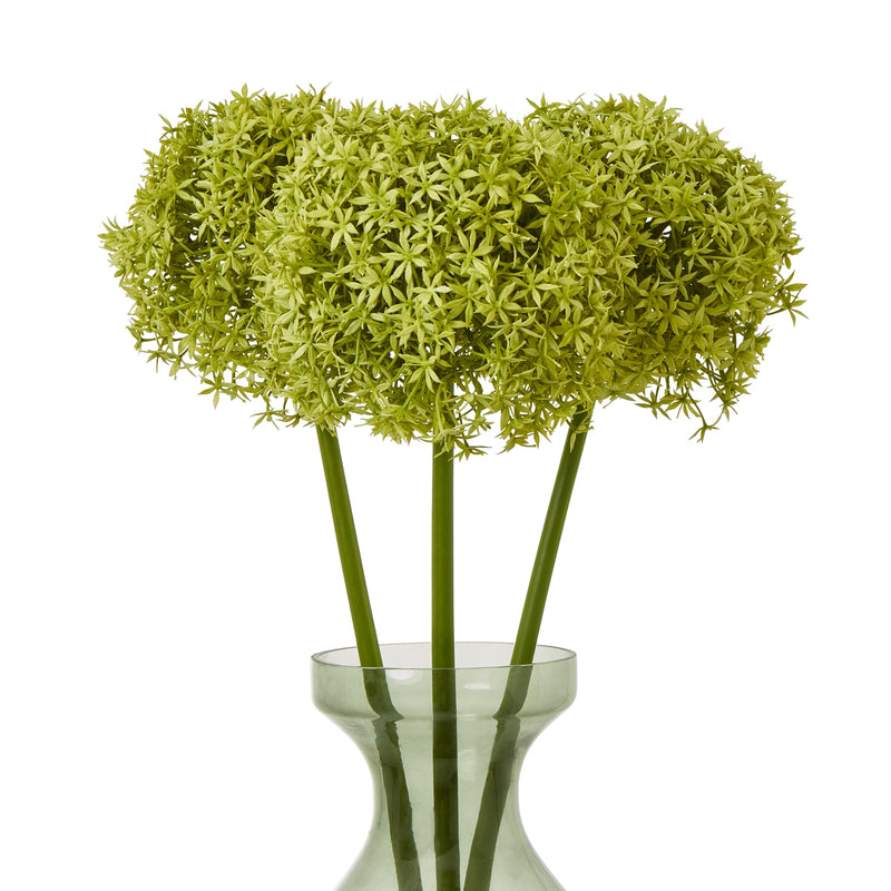 three green allium stems in a glass vase