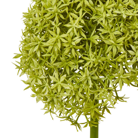 close-up of the lime-green allium flower head