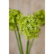 green allium heads close-up