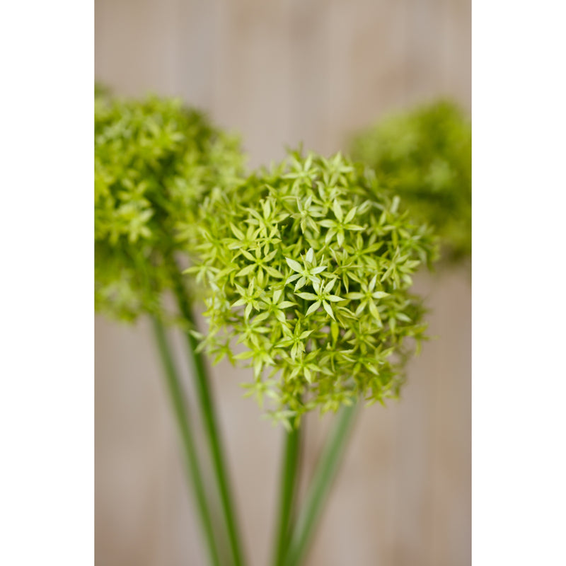 green allium heads close-up