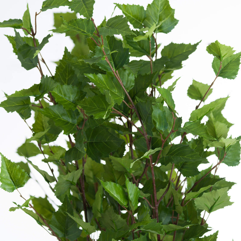 close-up of the green leaves