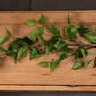 green branch sprays laid on a wooden table