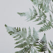 Bracken Fern Watercolour Print in Washed Wood Frame – 50 × 60cm, bracken fern print detail