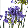 close-up of blue agapanthus flower head