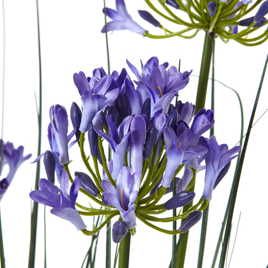 close-up of blue agapanthus flower head