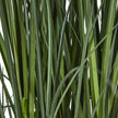 close-up of the long grass-like leaves