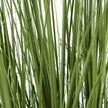 close-up of the long green blades
