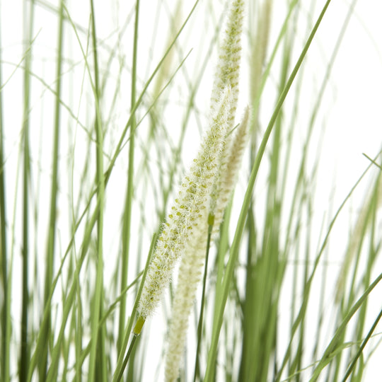 close-up of feathery seed heads among the blades