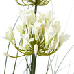 close-up of white agapanthus flower head
