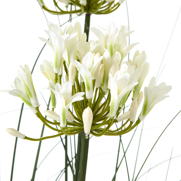 close-up of white agapanthus flower head