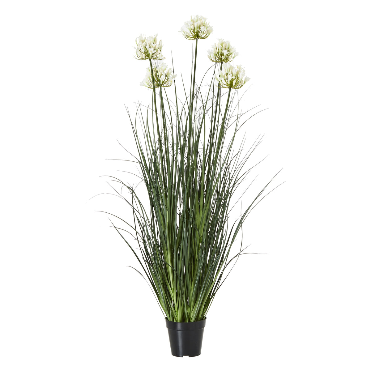 large white artificial agapanthus in a black pot on white