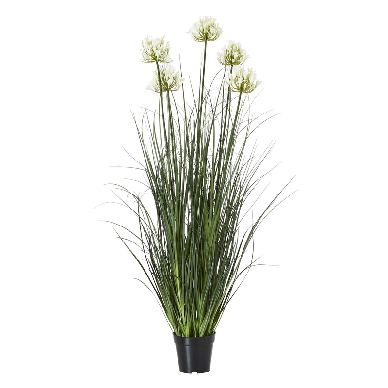 large white artificial agapanthus in a black pot on white