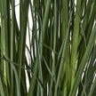 close-up of the long grass-like leaves