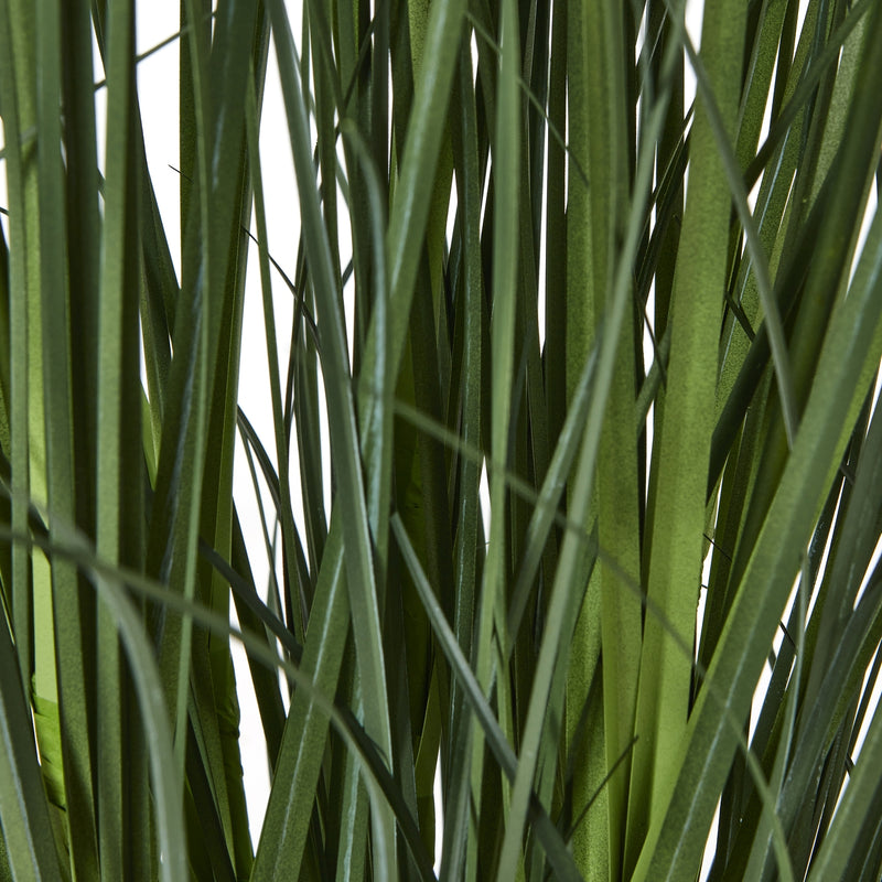 close-up of the long grass-like leaves