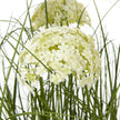 close-up of starry white allium flower head