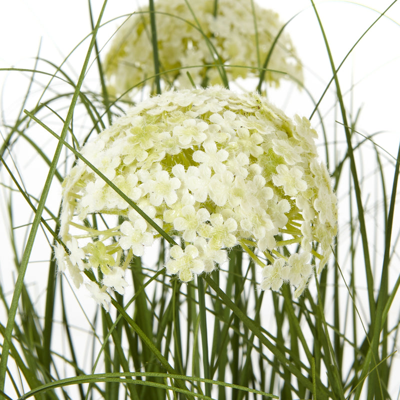 close-up of starry white allium flower head