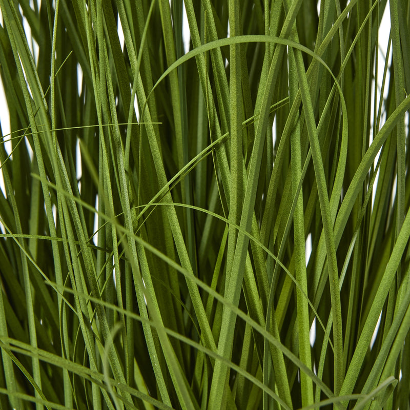 close-up of the long grass-like leaves