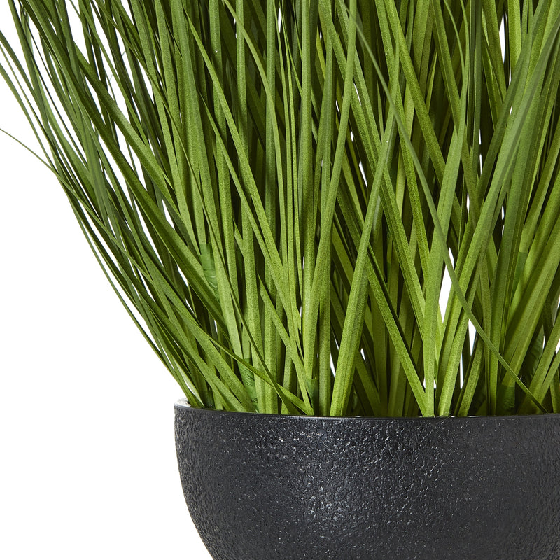 leaves rising from the textured black pot