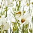 close-up of white daisy-like flowers among grasses