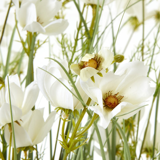 close-up of white daisy-like flowers among grasses